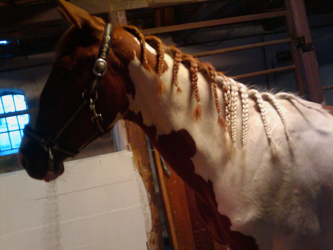 Pinto TAROCK  - 1.8.2011 billede 10