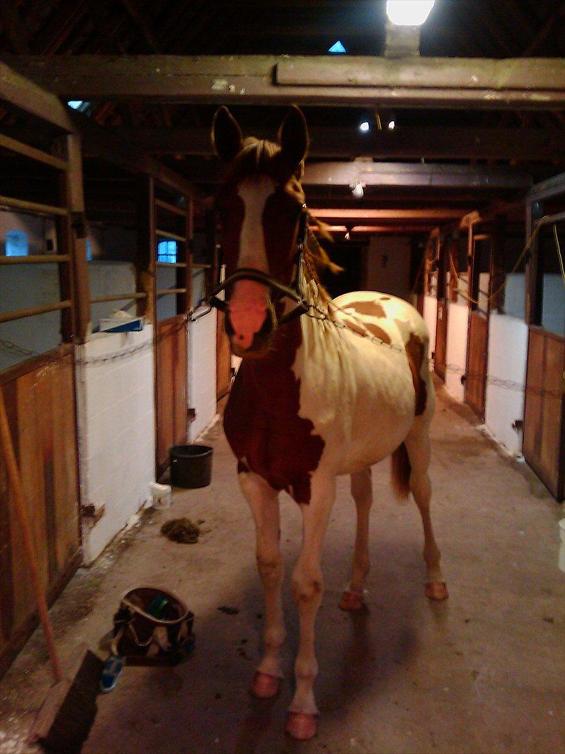 Pinto TAROCK  - 1.8.2011 billede 2