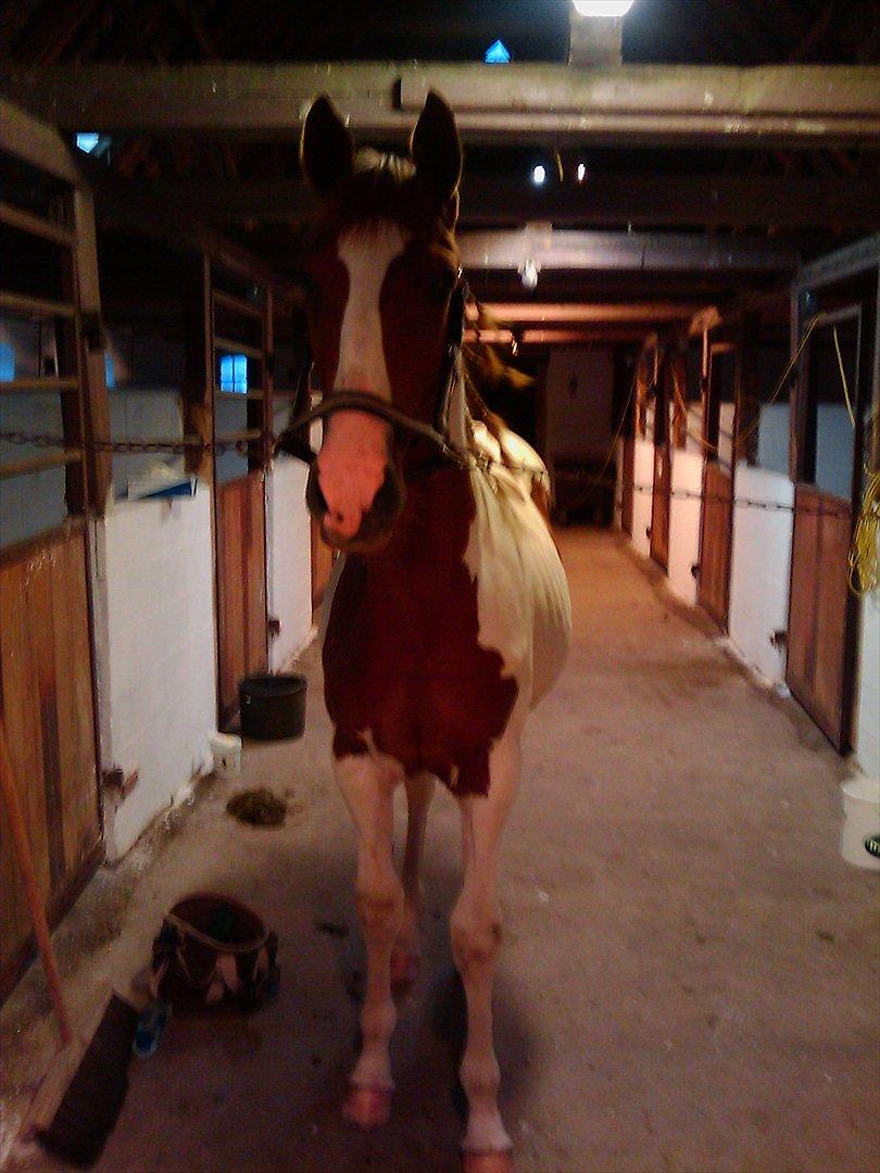 Pinto TAROCK  - 1.8.2011 billede 11