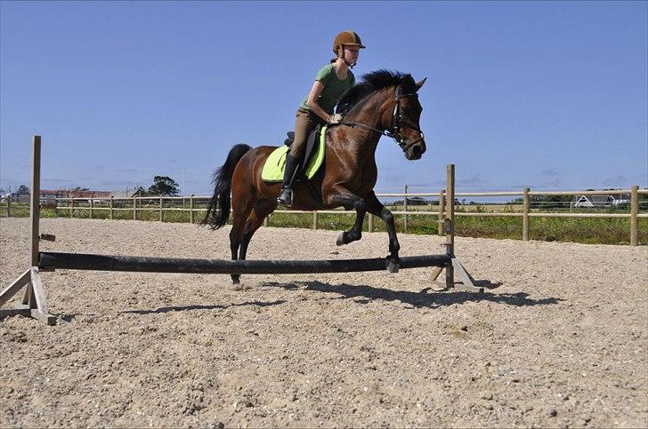Anden særlig race Anja - Ca 45 cm:D<3
(Foto: Mette J) billede 10