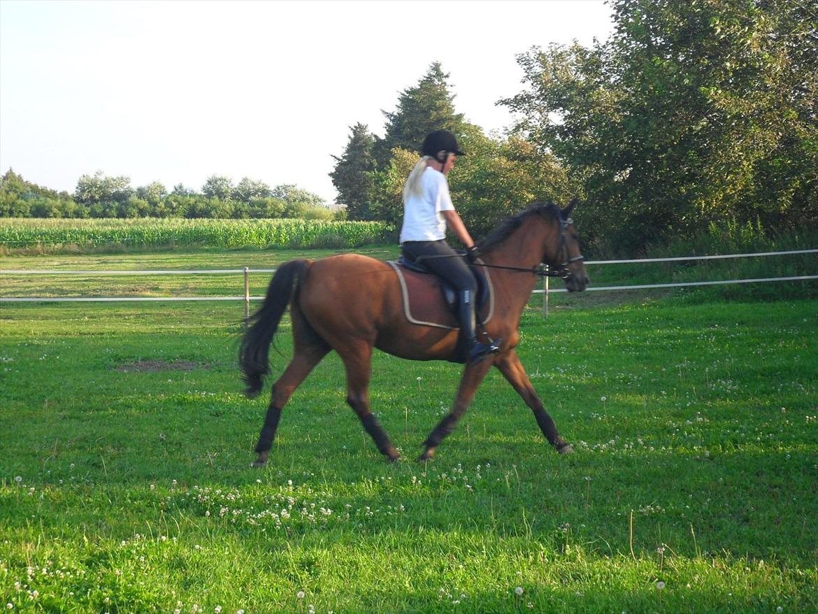 New Forest Beukenhof Iris - IRIS  billede 13