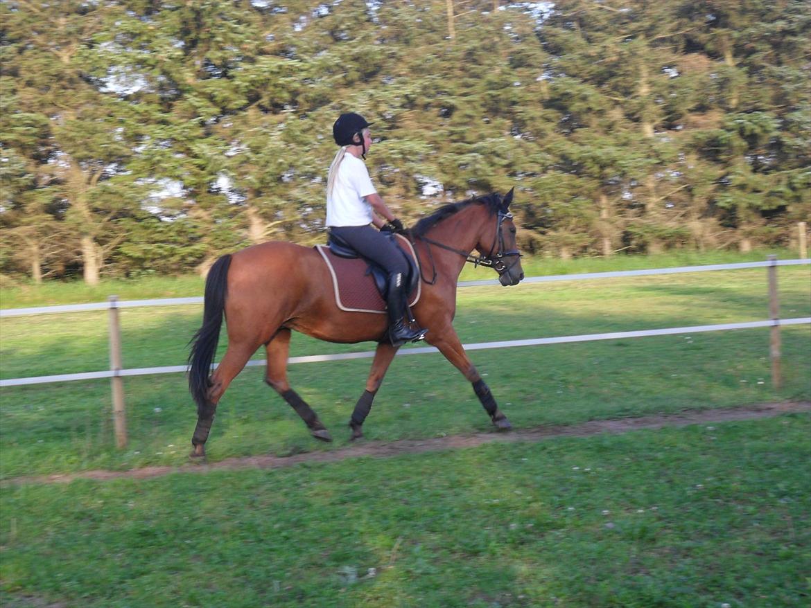 New Forest Beukenhof Iris - IRIS billede 14