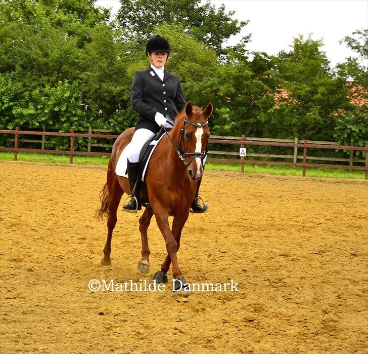 Anden særlig race Bitten.  - Ponyuge 2011.
La1.
Foto. Mathilde Danmark. billede 14