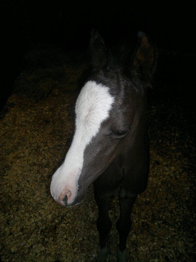 Welsh Pony (sec B) Turbo billede 2