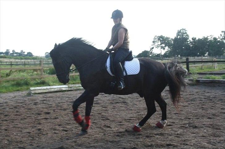 Anden særlig race Claudius billede 8