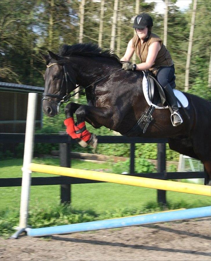 Anden særlig race Claudius billede 3