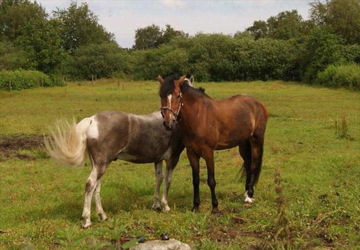 New Forest *Avlet med hjertet - Redet med stolthed* Amadeus - Amadeus og Cody på fold oppe i f
Frederikshavn.. Ponyen er blevet lidt sort;P billede 13