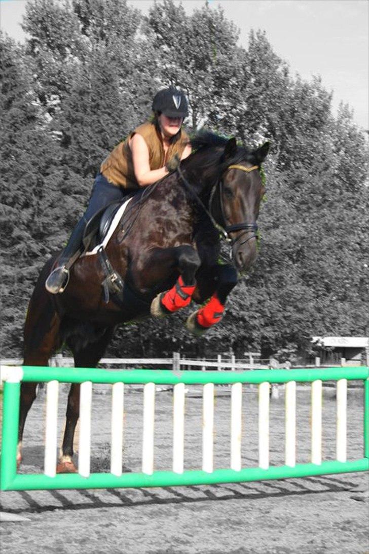 Anden særlig race Claudius billede 10