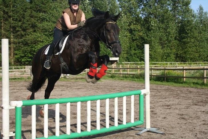 Anden særlig race Claudius billede 5