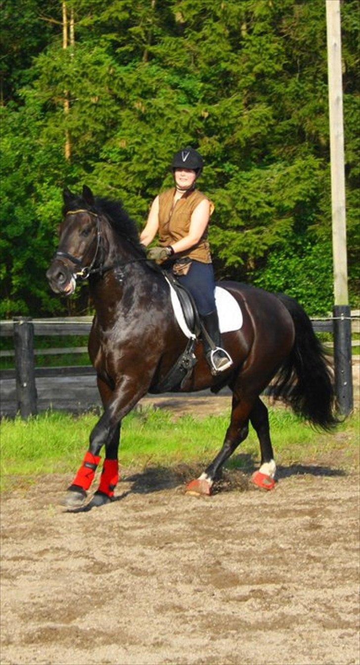 Anden særlig race Claudius billede 7