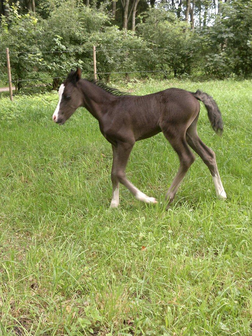 Welsh Pony (sec B) Turbo billede 5