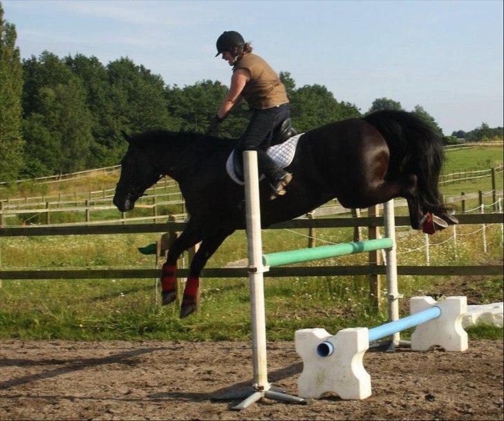 Anden særlig race Claudius billede 20