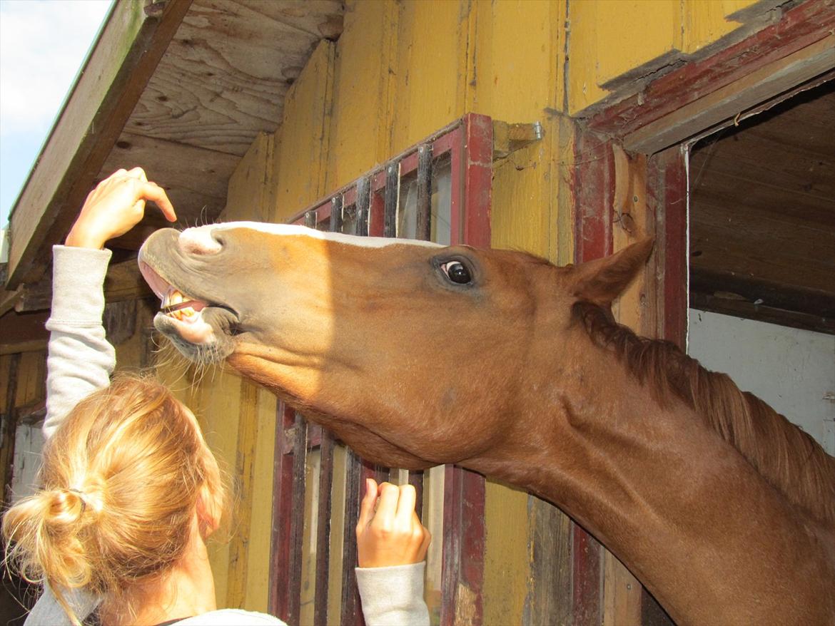 Anden særlig race Biate *Ibi* - smiiiil :D (vi har kun trænet i 2 dage) sej pony <3 sommerferie 2011
foto af: victoria billede 9