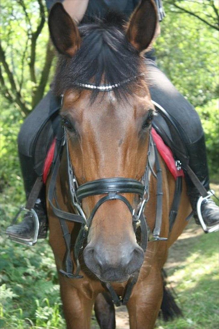 Dansk Varmblod Lady billede 2