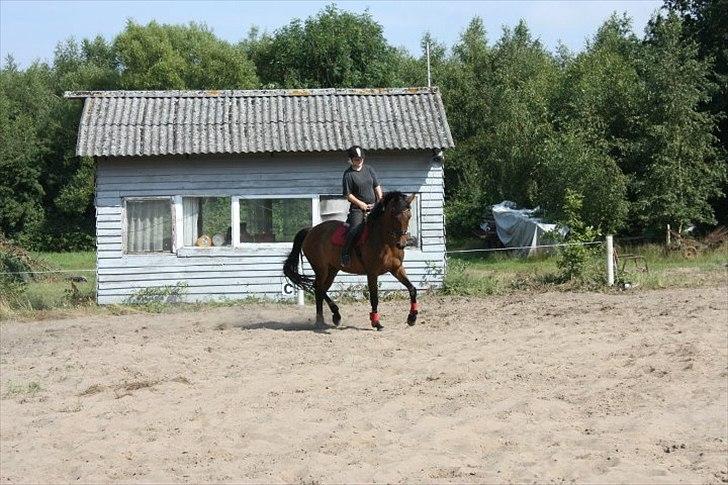 Dansk Varmblod Lady billede 3