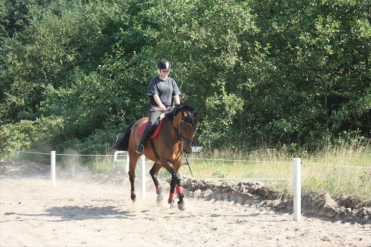 Dansk Varmblod Lady billede 4