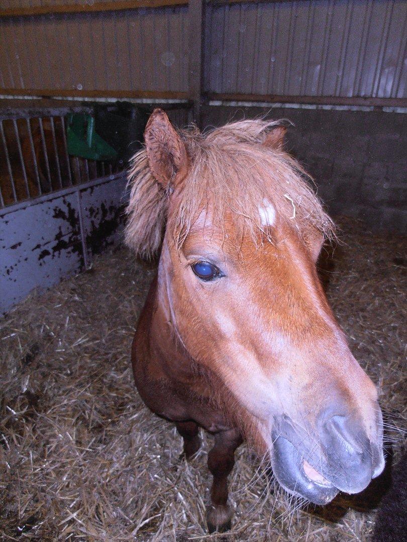 Shetlænder Max billede 12