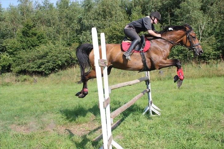 Dansk Varmblod Lady billede 5