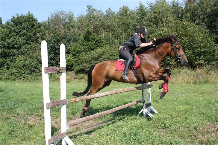 Dansk Varmblod Lady billede 6