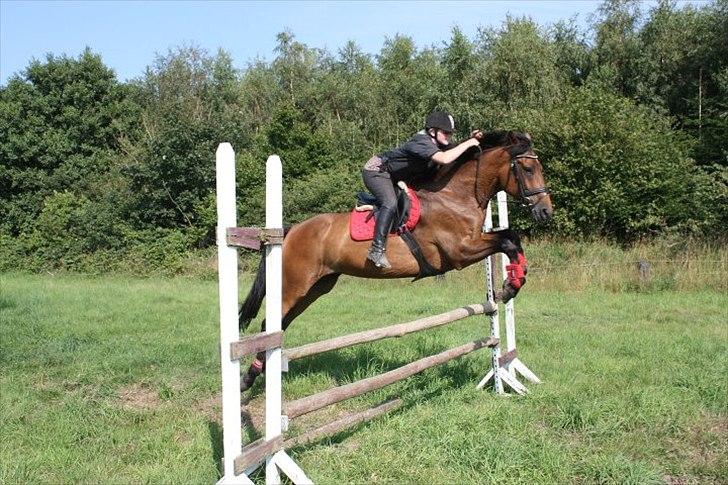 Dansk Varmblod Lady billede 7