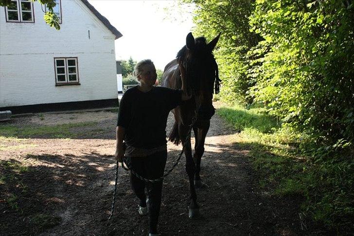 Dansk Varmblod Lady billede 8