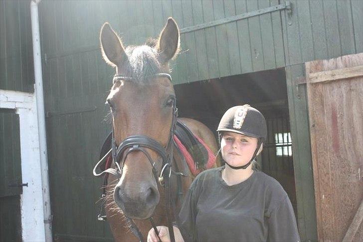 Dansk Varmblod Lady billede 10