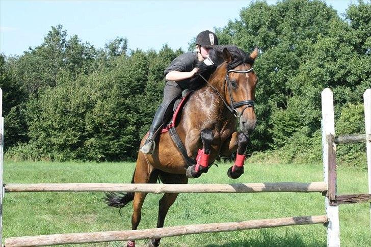 Dansk Varmblod Lady billede 11