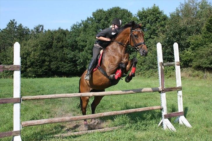 Dansk Varmblod Lady billede 12