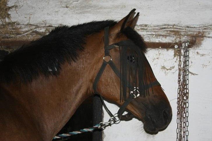 Dansk Varmblod Lady billede 13