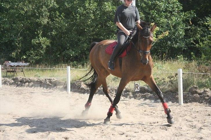 Dansk Varmblod Lady billede 14