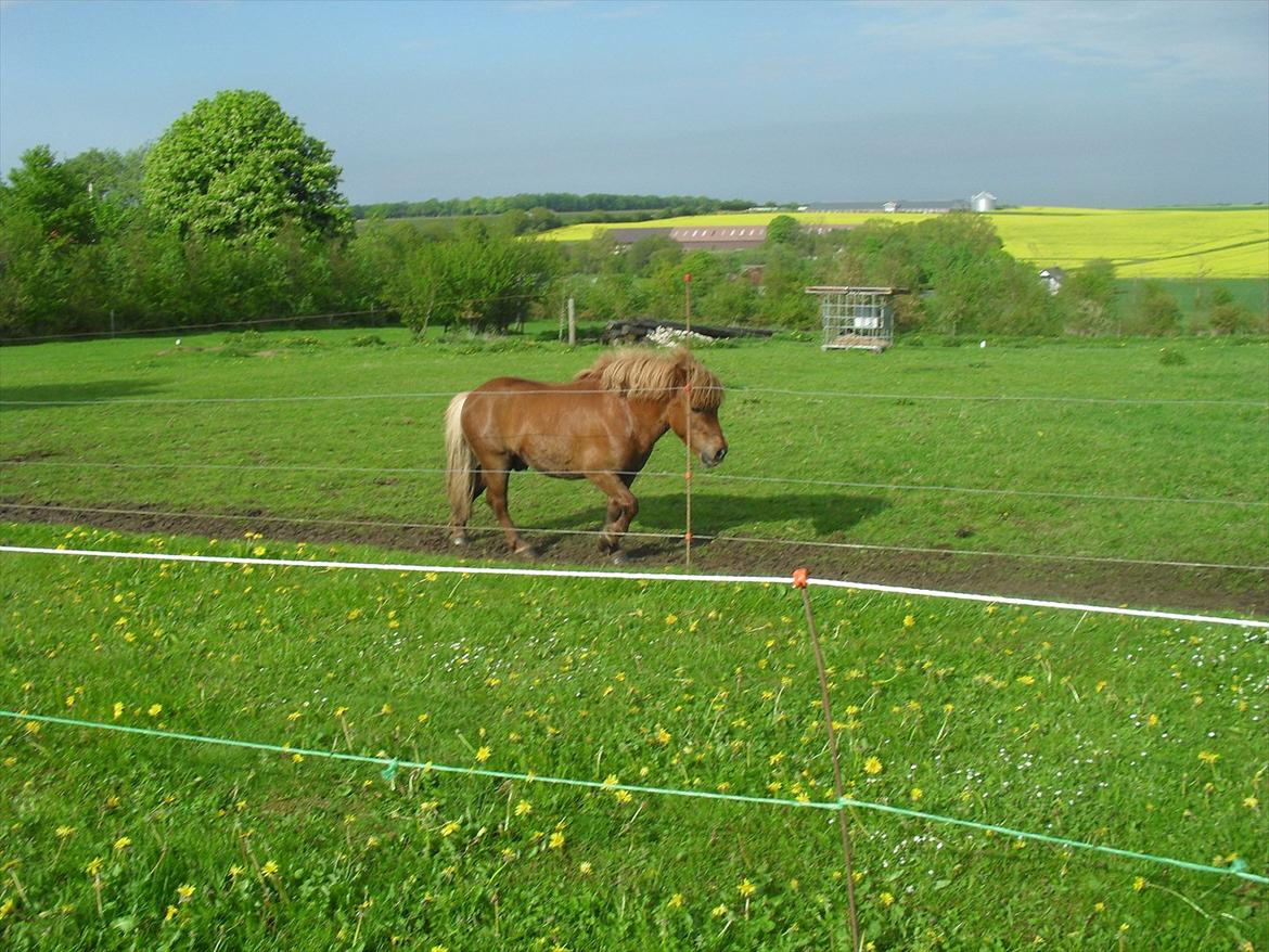 Shetlænder Max billede 13