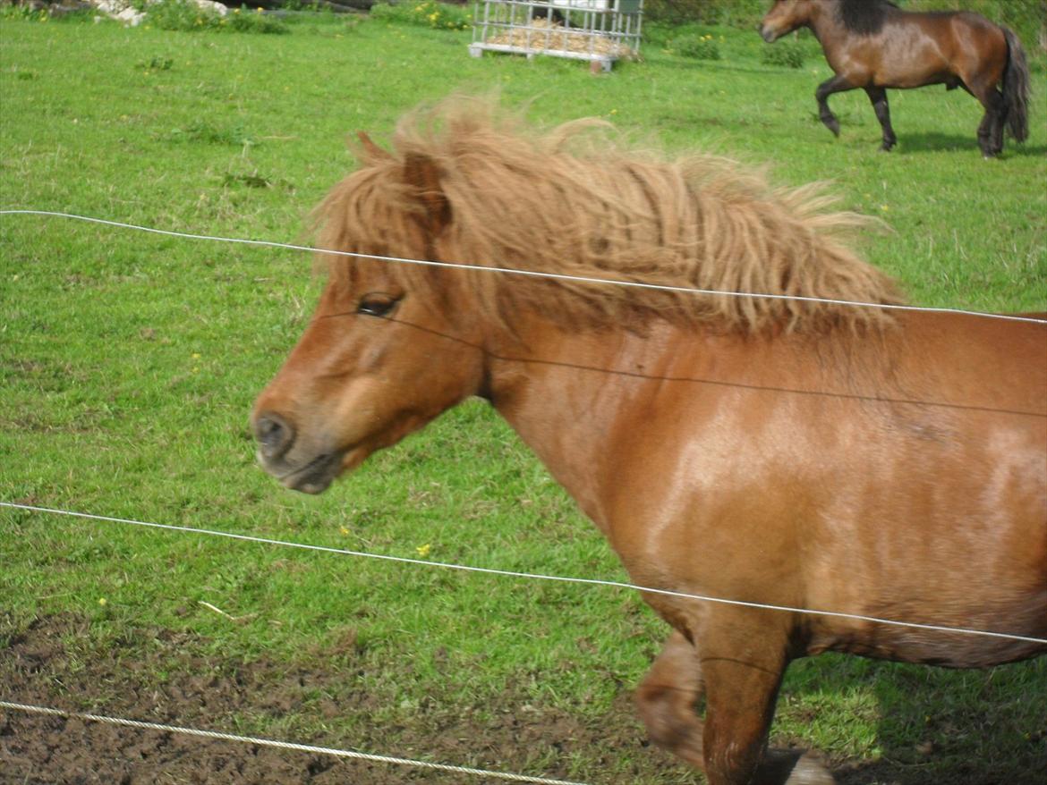Shetlænder Max billede 14