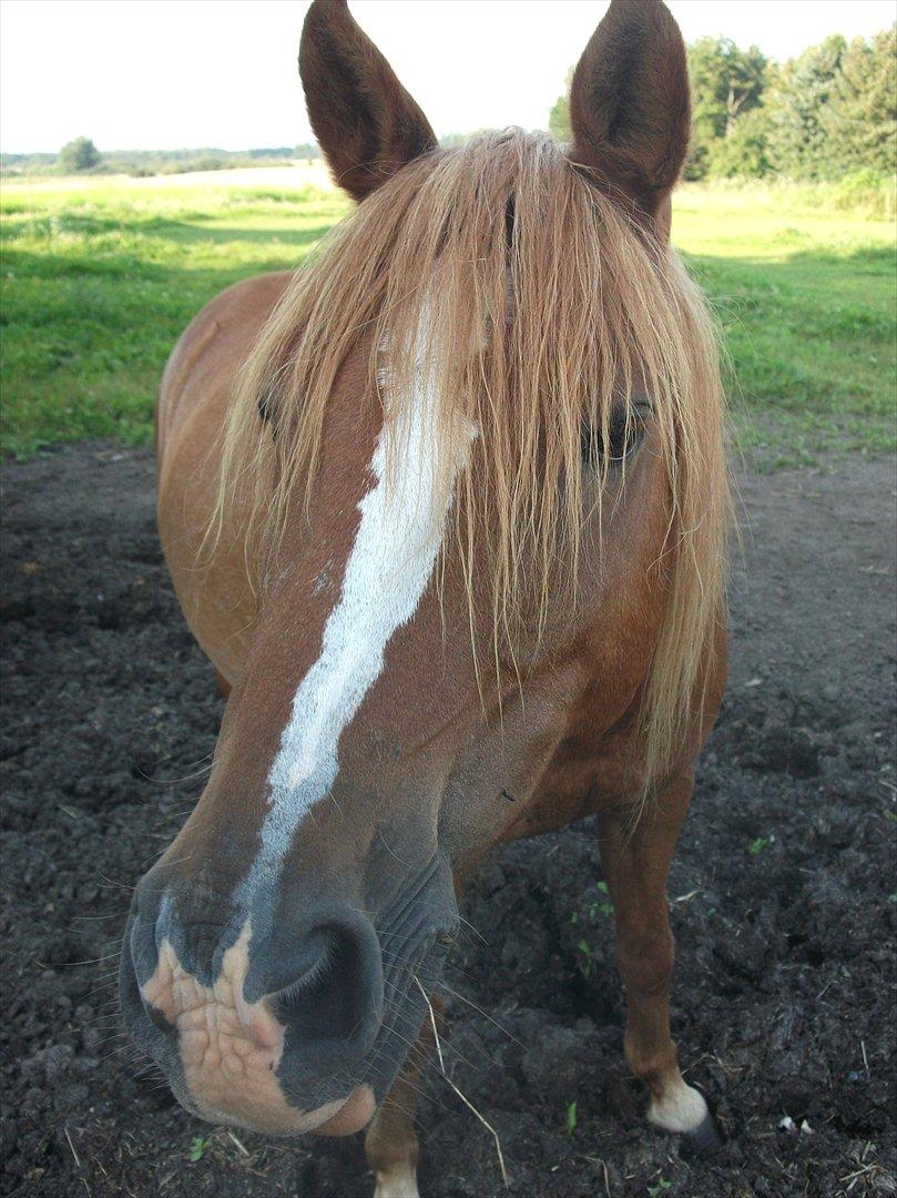 Anden særlig race | charlie<3 billede 7