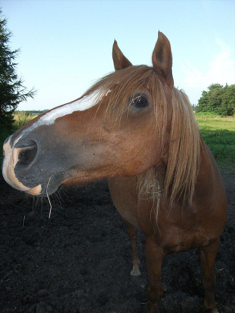 Anden særlig race | charlie<3 billede 2