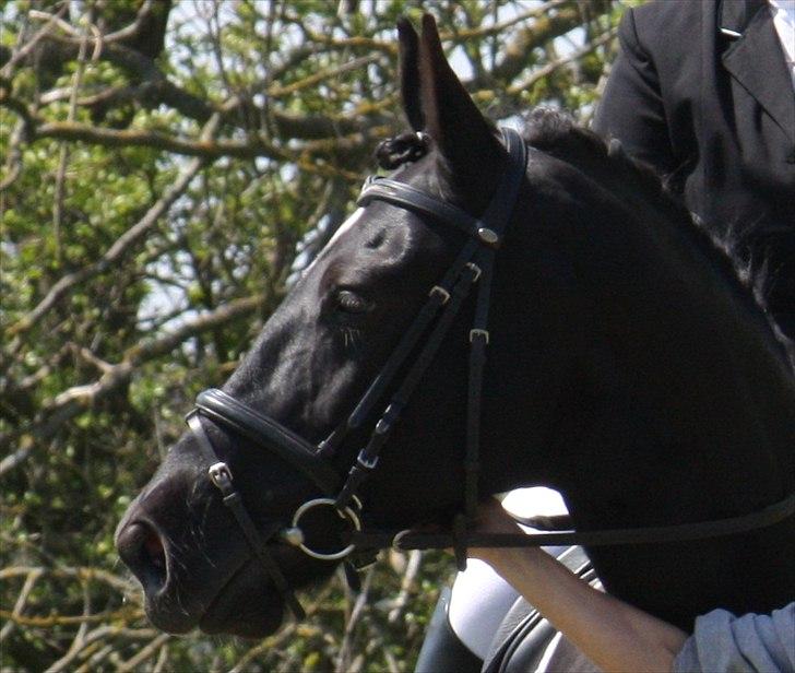 Oldenborg Smilla billede 14