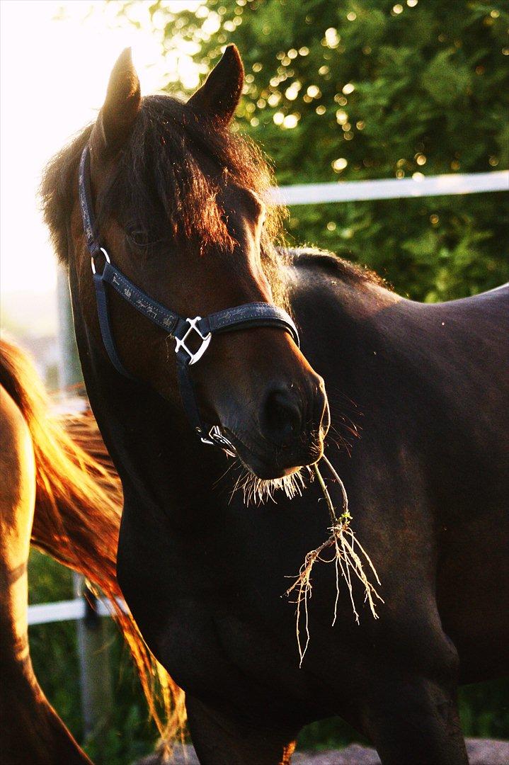 DSP | Vasehøjs Kasira | - [7] 1 august 2011 // Banditten med en tot mad i munden ;)) billede 6