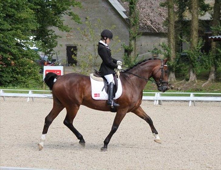 Dansk Varmblod Markgårds Donnewind - DM 2011 på Broholm billede 14