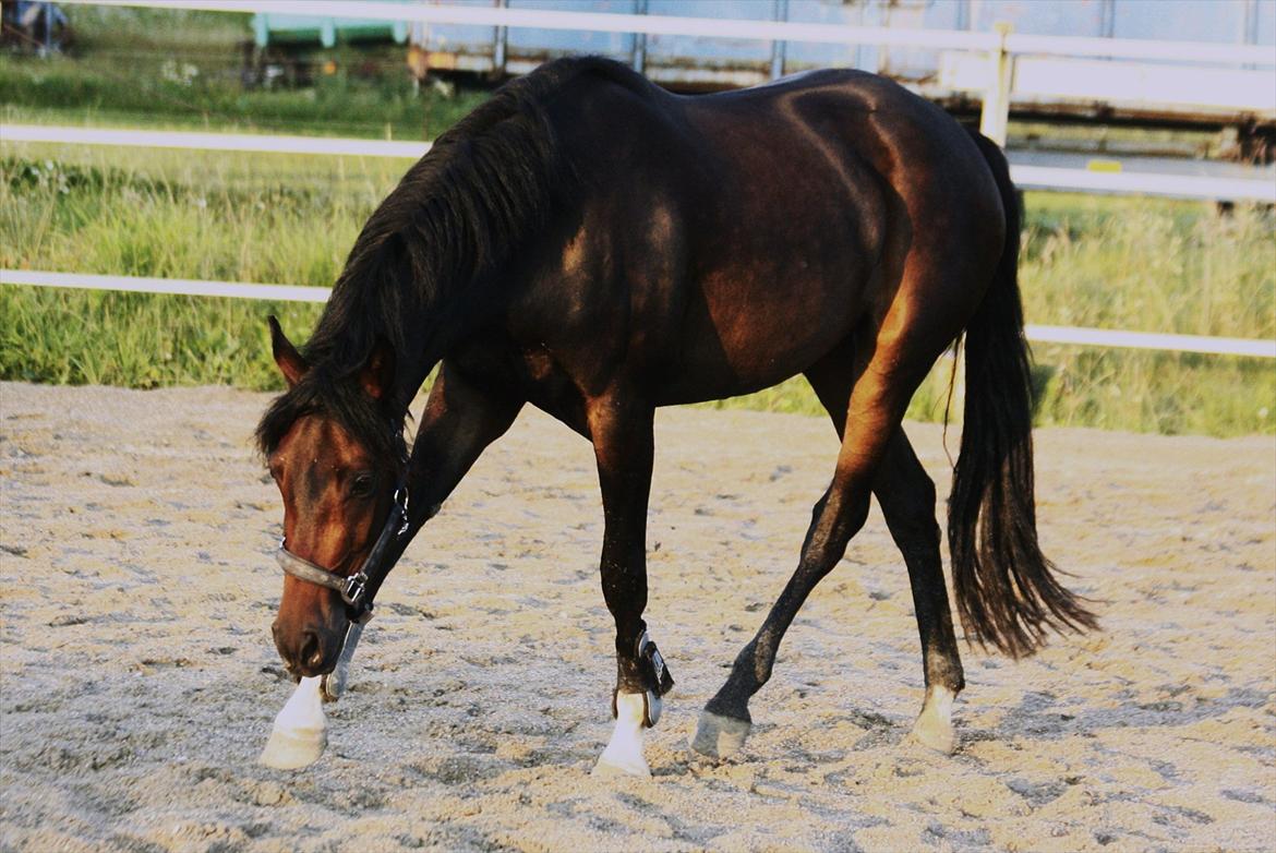 DSP | Vasehøjs Kasira | - [10] 1 august 2011 // Lidt trav før vi slutter helt :)) billede 8