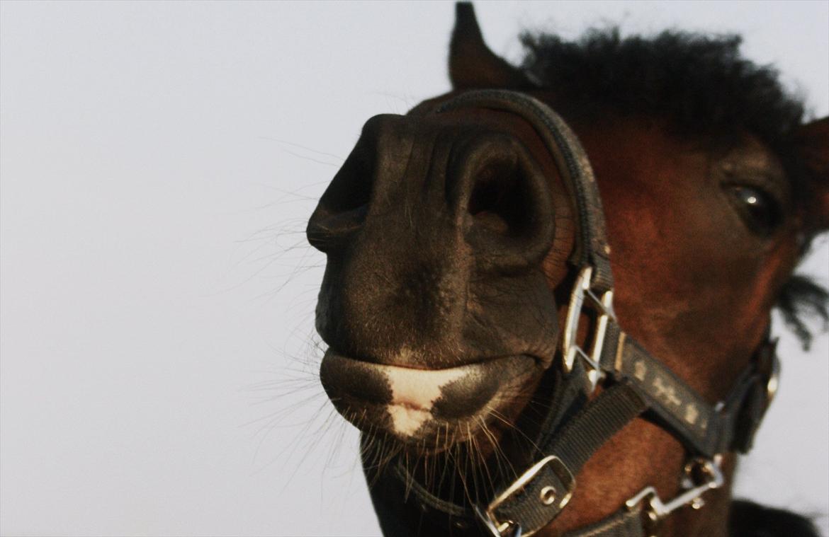 DSP | Vasehøjs Kasira | - [12] 1 august 2011 // sød mule <3 billede 9