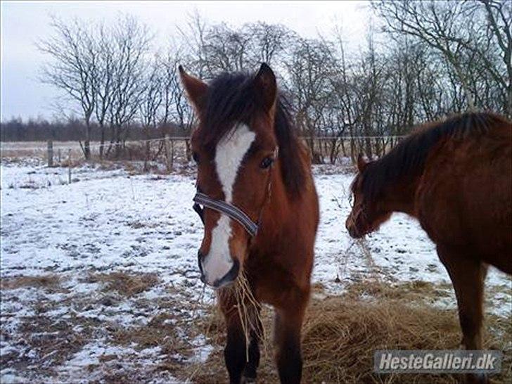 New Forest Odbjergs Elstar [SOLGT] - Smukke Elstar i sneen. billede 4