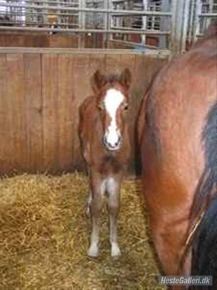 New Forest Odbjergs Elstar [SOLGT] - Lille Elstar som føl.
- Jeg beklager det er utydeligt, men kan intet gøre, har ingen andre billeder af hende fra føl. billede 6