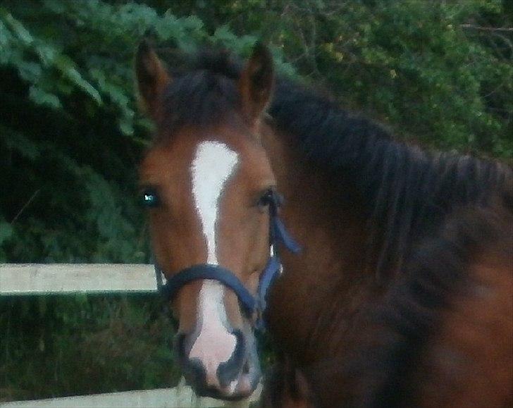 New Forest Odbjergs Elstar [SOLGT] - Smuuuuukke
Taget et idag! billede 3