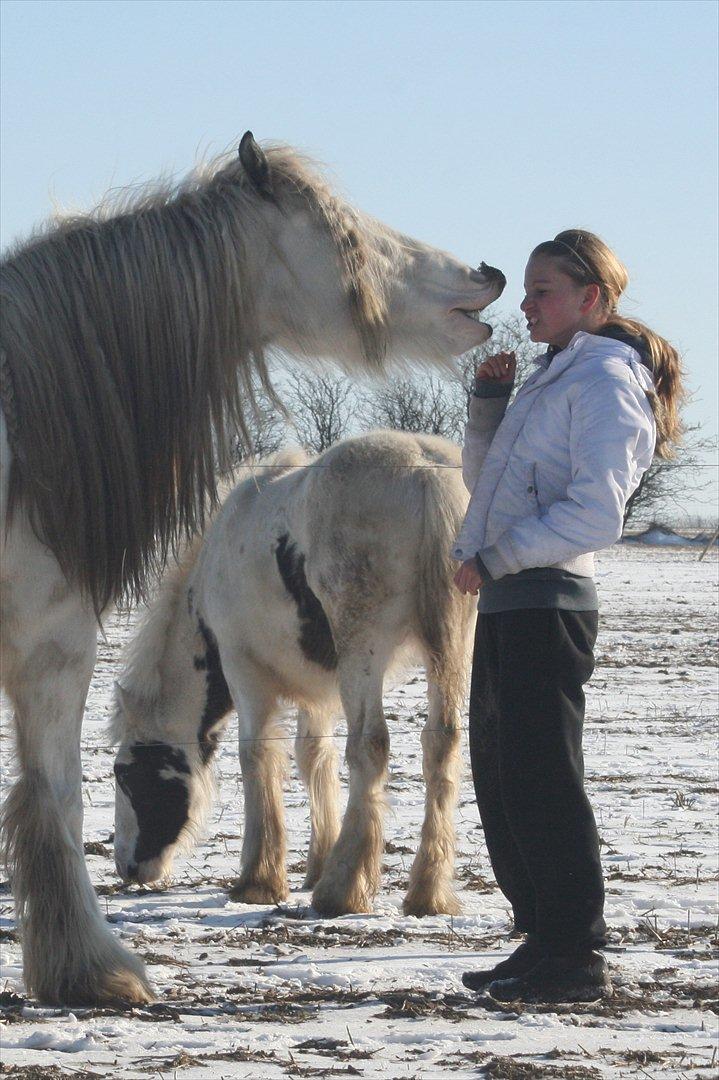 Tinker Frilenis Lai - Julie taler samme sprog som hestene! billede 5