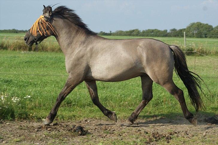 Konik Polski Carlo - aug 11 billede 12