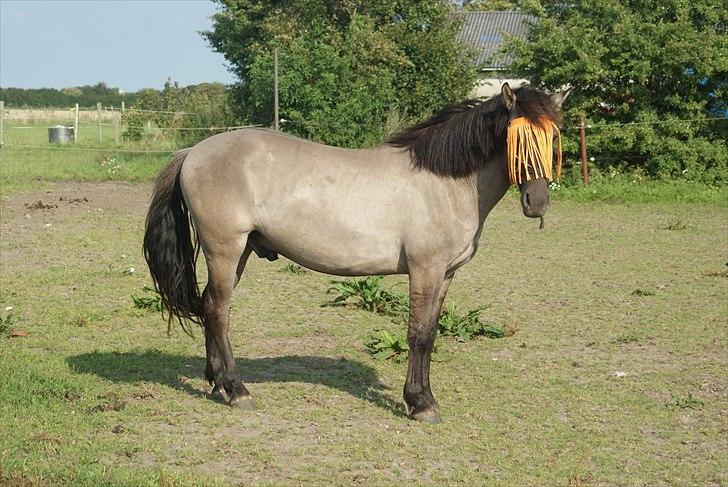 Konik Polski Carlo - aug 11 billede 13