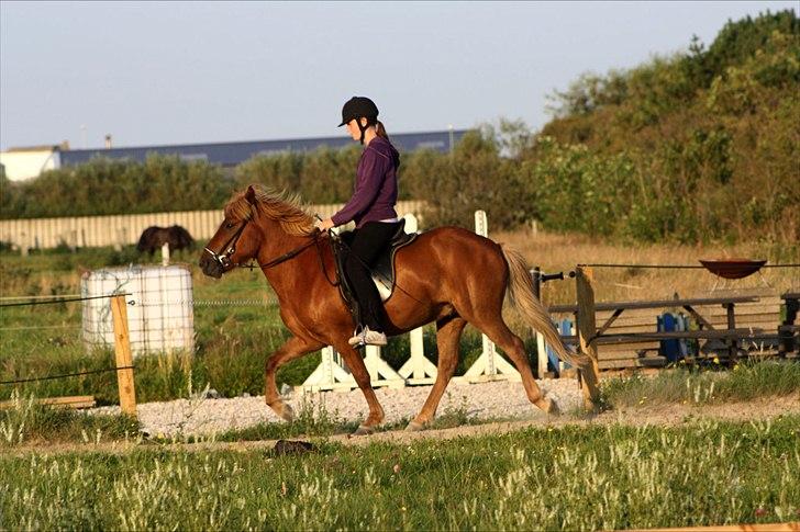 Islænder Raudstjarni ny-nørregård billede 1