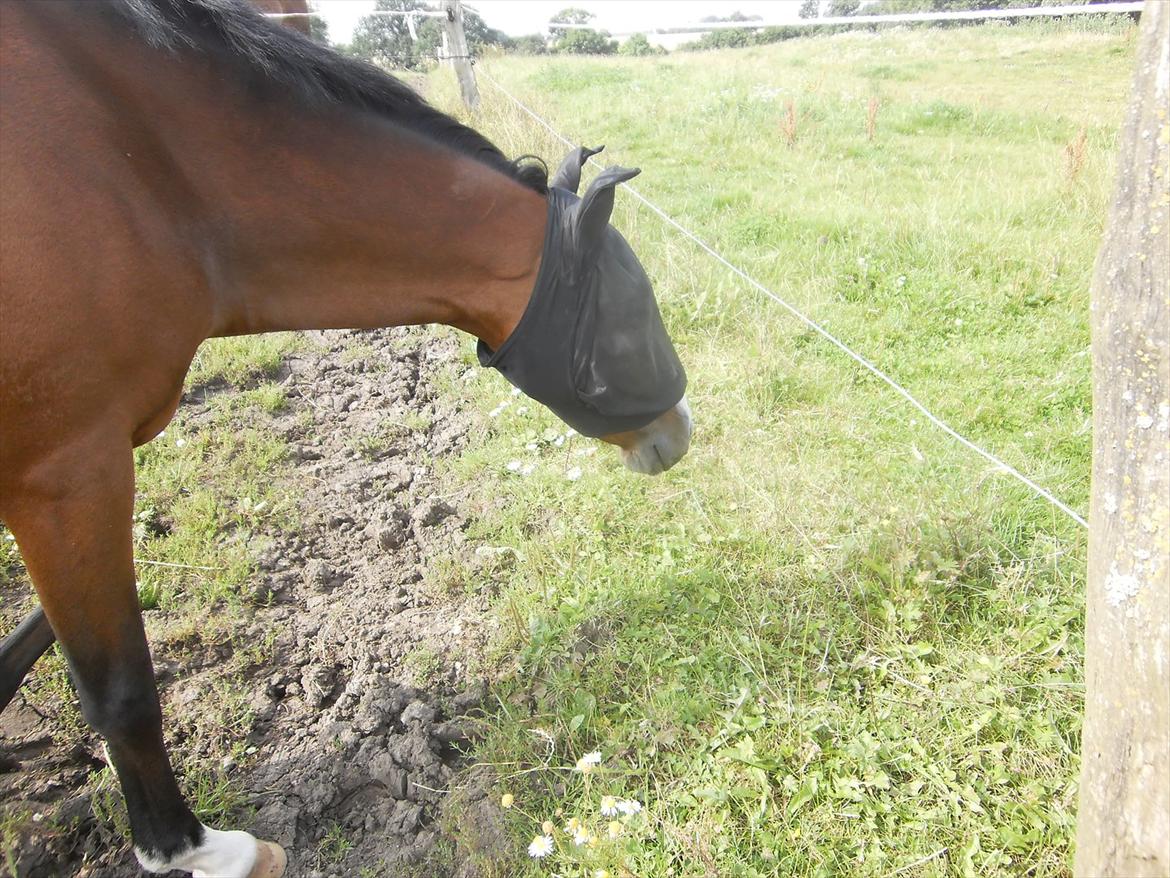 Anden særlig race Tika [tidligere låne pony] ;-( billede 3