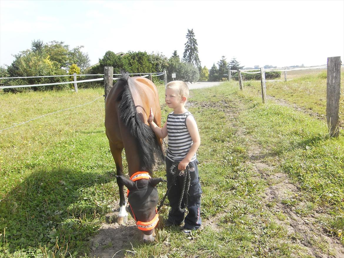 Anden særlig race Tika [tidligere låne pony] ;-( billede 4