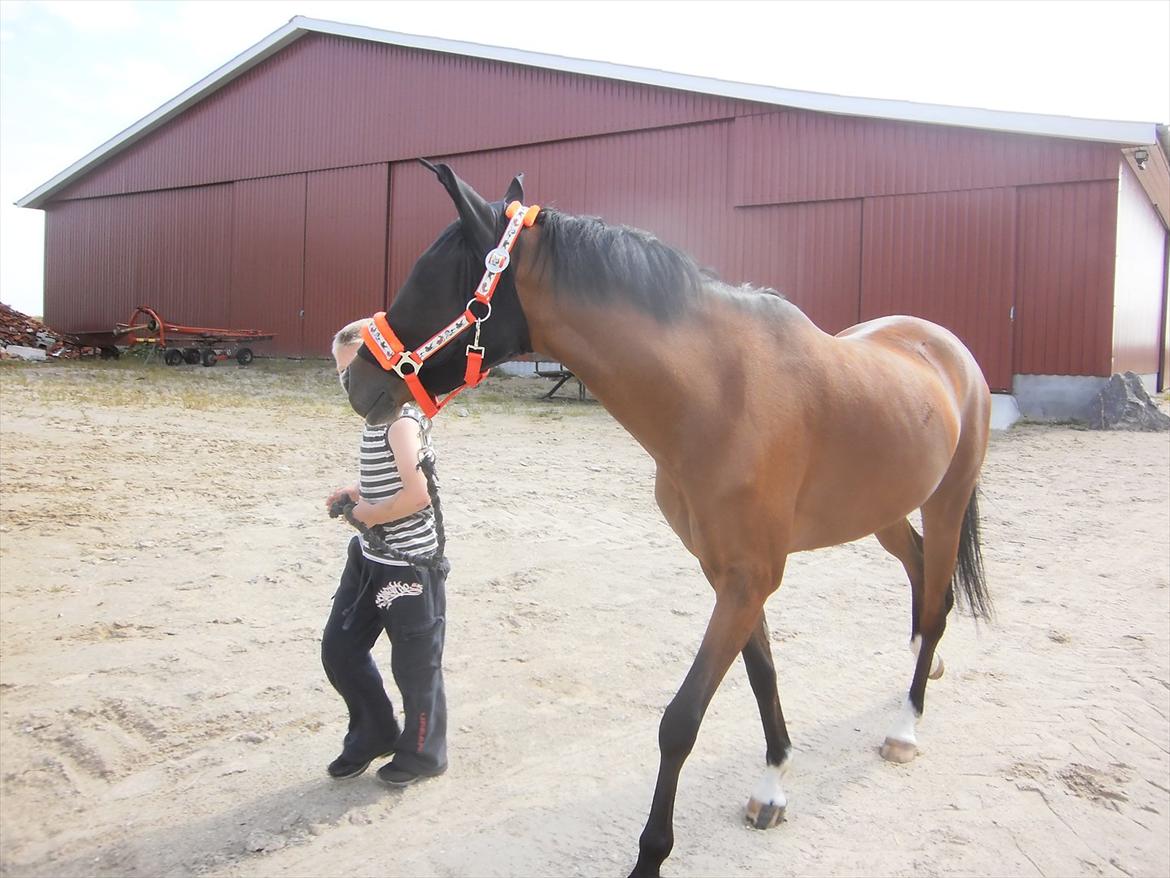 Anden særlig race Tika [tidligere låne pony] ;-( billede 5