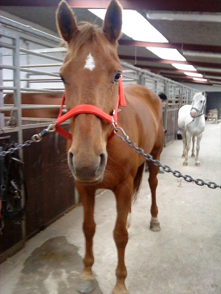Dansk Varmblod Fontus "min lille prinsesse" billede 15